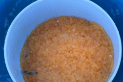 spremitura-trote-1